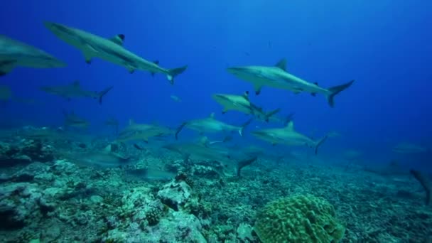 Haaien op zoek naar voedsel — Stockvideo