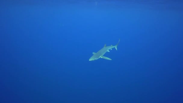 Tiburón plateado en el agua azul — Vídeo de stock