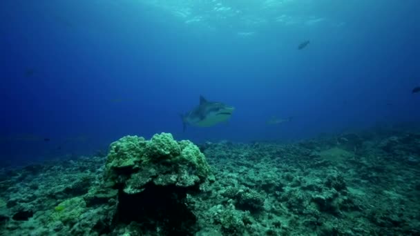 Caribische haaien en vis — Stockvideo