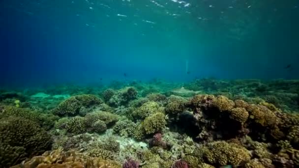 Tiburón de arrecife de punta blanca — Vídeos de Stock