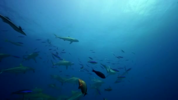 Tiburones arrecifes grises — Vídeo de stock