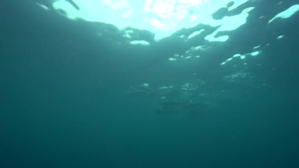 Gruppe von Spinner-Delfinen — Stockvideo