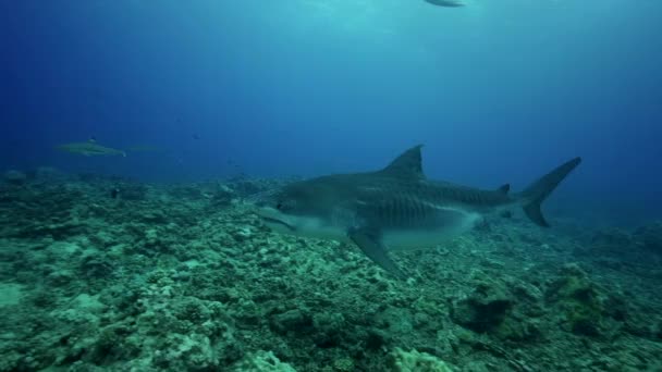 Тигровые акулы на рифе — стоковое видео