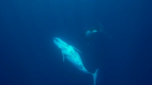 Baleias jubarte nadando — Vídeo de Stock