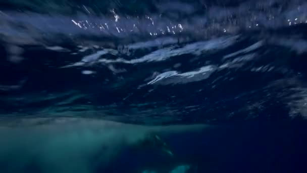 Humpback whales swimming — Stock Video