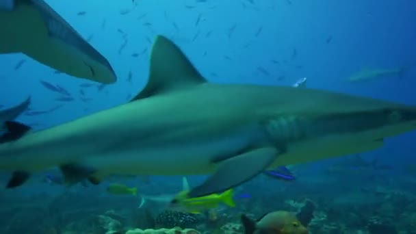 Haie auf Nahrungssuche — Stockvideo