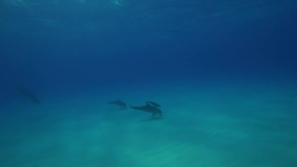 Les dauphins dans les eaux claires — Video