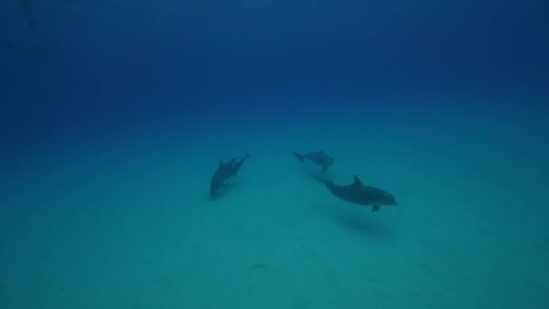 Dolfijnen in het heldere water — Stockvideo