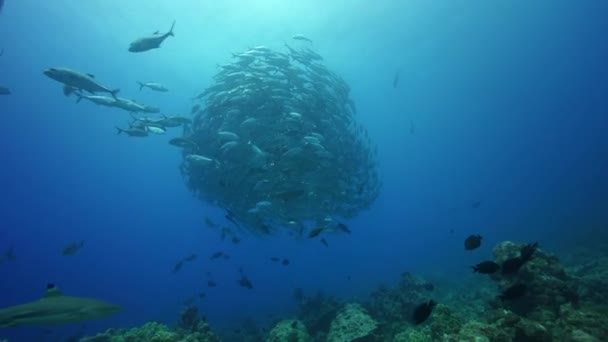 Poisson gris à gros yeux — Video