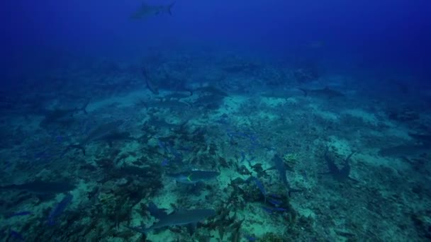 Tiburones y peces de arrecife gris — Vídeos de Stock