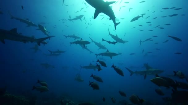 Tubarões de recifes cinzentos — Vídeo de Stock