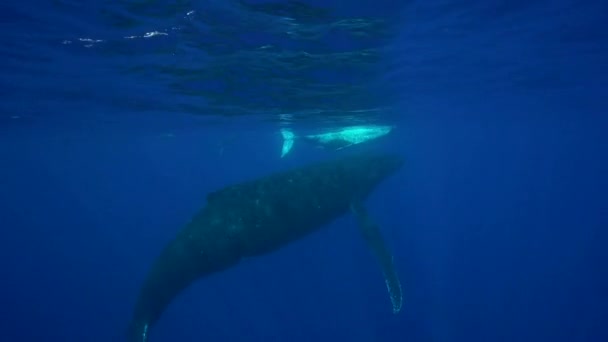 Горбатые киты вокруг Таити — стоковое видео