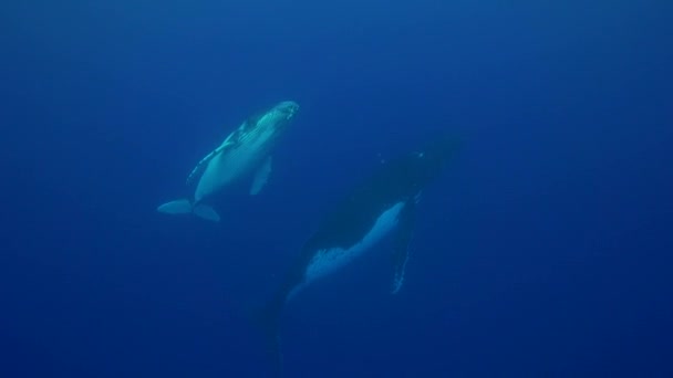 Ballenas jorobadas alrededor de Tahití — Vídeos de Stock