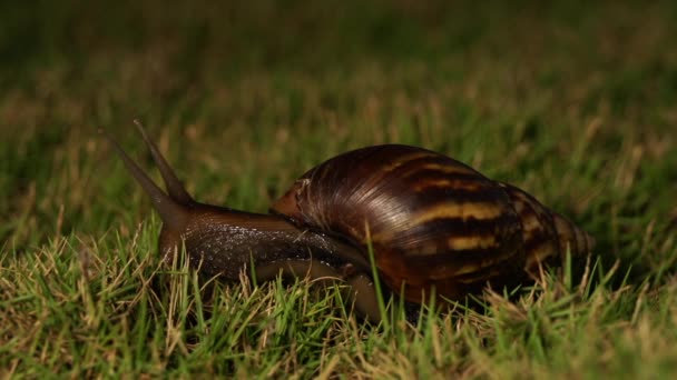 escargot grincement dans le jardin 