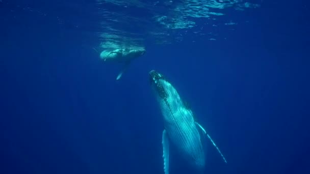 Горбатые киты вокруг Таити — стоковое видео