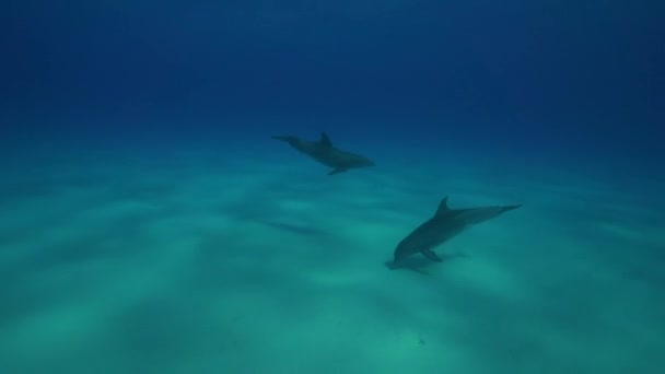 Delfines en las aguas cristalinas — Vídeo de stock