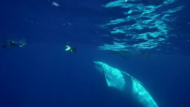 Rorquals à bosse nageant 