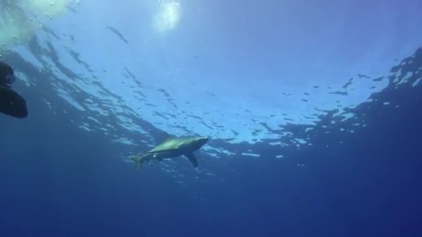 Żarłacz błękitny i scuba diver — Wideo stockowe