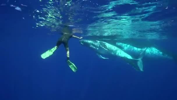 Baleias jubarte nadando — Vídeo de Stock