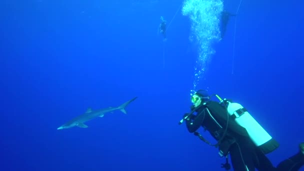Shark with scuba divers — Stock Video