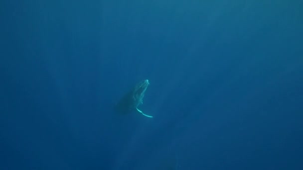 Ballena jorobada nadando — Vídeo de stock