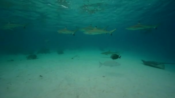 Stingray in acque poco profonde — Video Stock