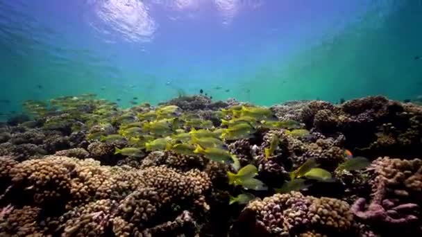 Snappers sur un récif tropical — Video