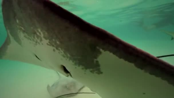 Stingray dans les eaux peu profondes 