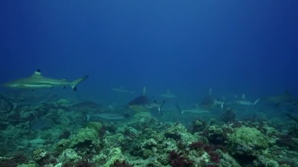 requins gris de récif et poissons 