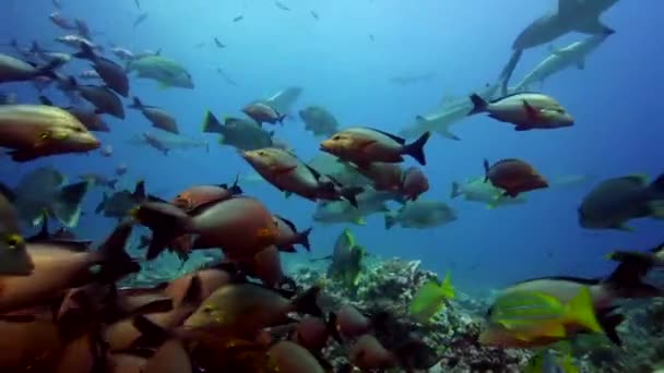 École de paddletail snappers — Video