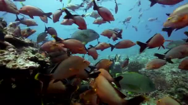 School of paddletail snappers — Stock Video