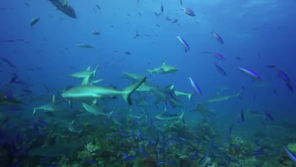 Žraloci hledání potravy — Stock video