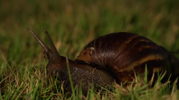 escargot grincement dans le jardin 