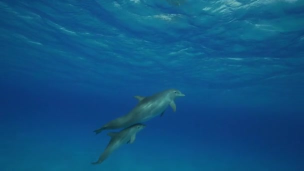 Delfíni v čistých vodách
