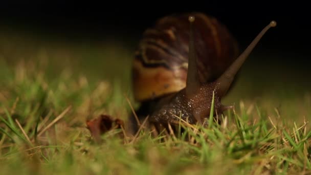 Snail grasing in the garden — Stock Video