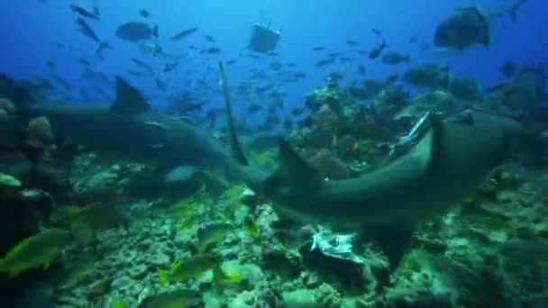 Lemon shark feeding — Stock Video