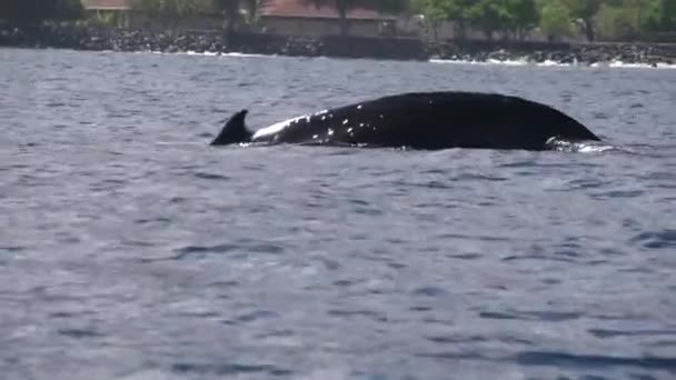 Baleia levantando sua cauda — Vídeo de Stock