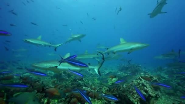 Акулы в поисках пищи — стоковое видео