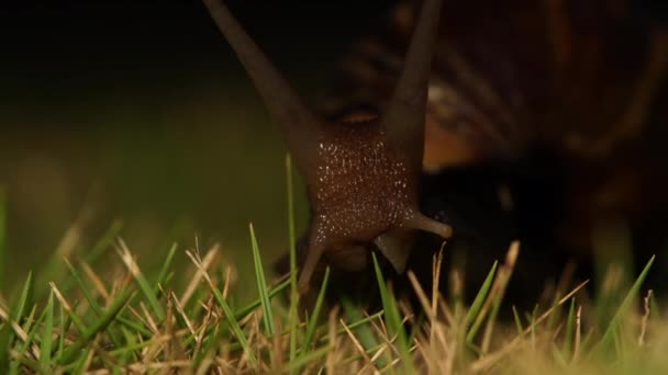 Snail grasing in the garden — Stock Video