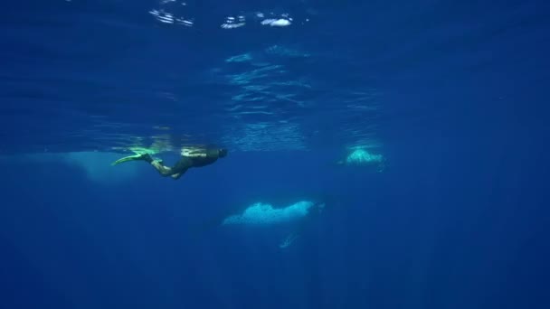 泳ぐザトウクジラ — ストック動画