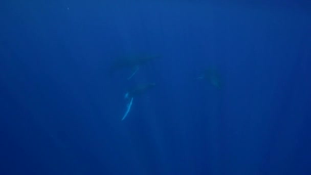 Rorquals à bosse nageant 