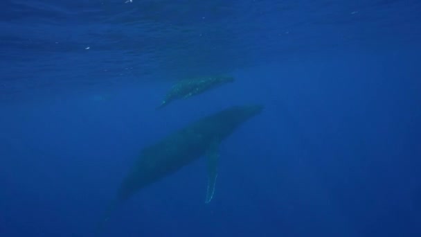 baleines à bosse autour de Tahiti 