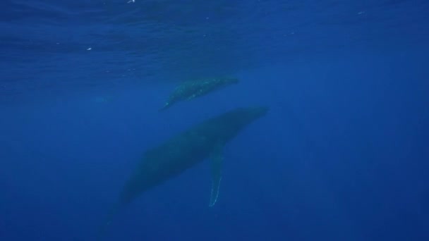 Knölvalar runt Tahiti — Stockvideo