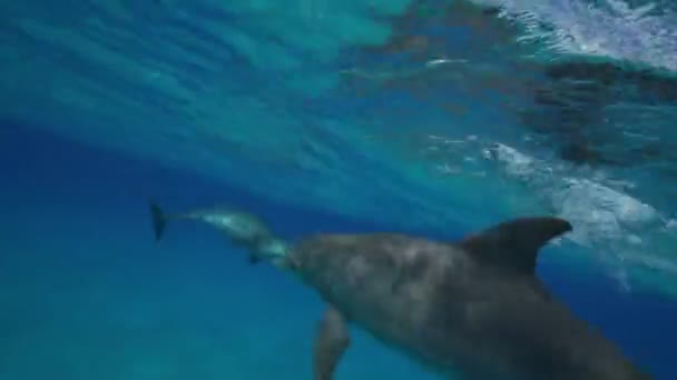 Дельфины в чистой воде — стоковое видео
