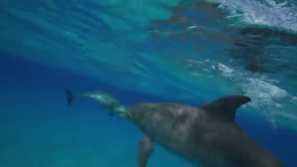 Delfines en las aguas cristalinas — Vídeo de stock