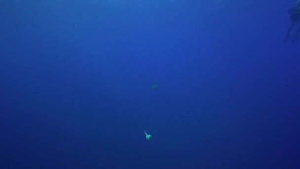 Blue shark with scuba divers — Stock Video