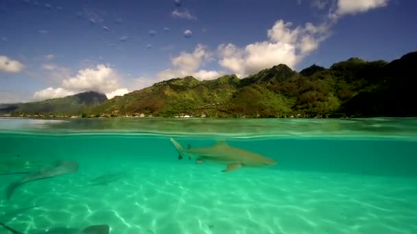 鲨鱼和鳐鱼在浅水里 — 图库视频影像