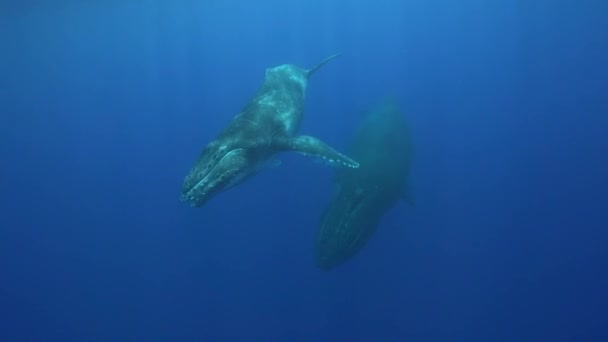Rorquals à bosse nageant 