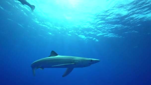 Tiburones cerca de la superficie del agua — Vídeo de stock