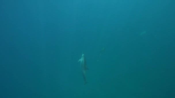 Group of spinner dolphins — Stock Video